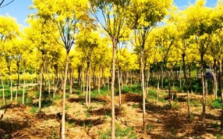 金枝槐嫁接技术，金枝槐嫁接技术视频