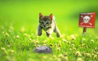 军猫ai，军猫图片