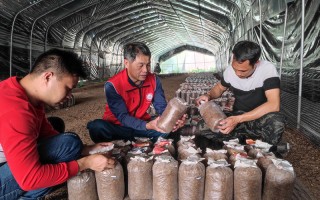 猪肚菇栽培技术，猪肚菇栽培技术视频