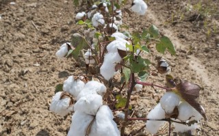 优质棉花栽培技术，优质棉花栽培技术研究