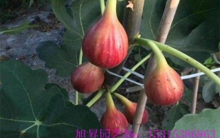 日本紫果种植技术，日本紫果种植技术视频